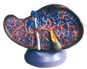 HUMAN LIVER WITH GALL BLADDER